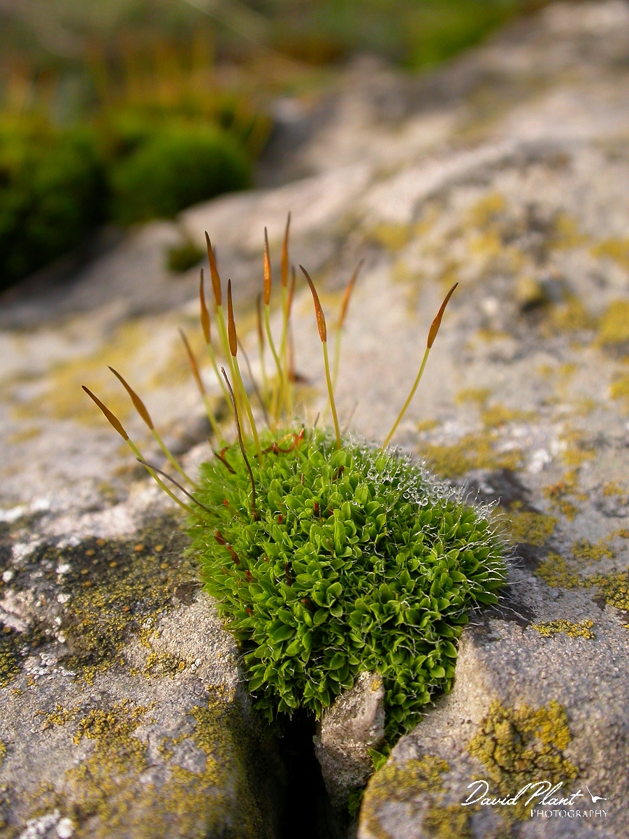 David Plant Photography - Wildlife Photographer - Tortula muralis - B.jpg - Tortula muralis - Mendips
